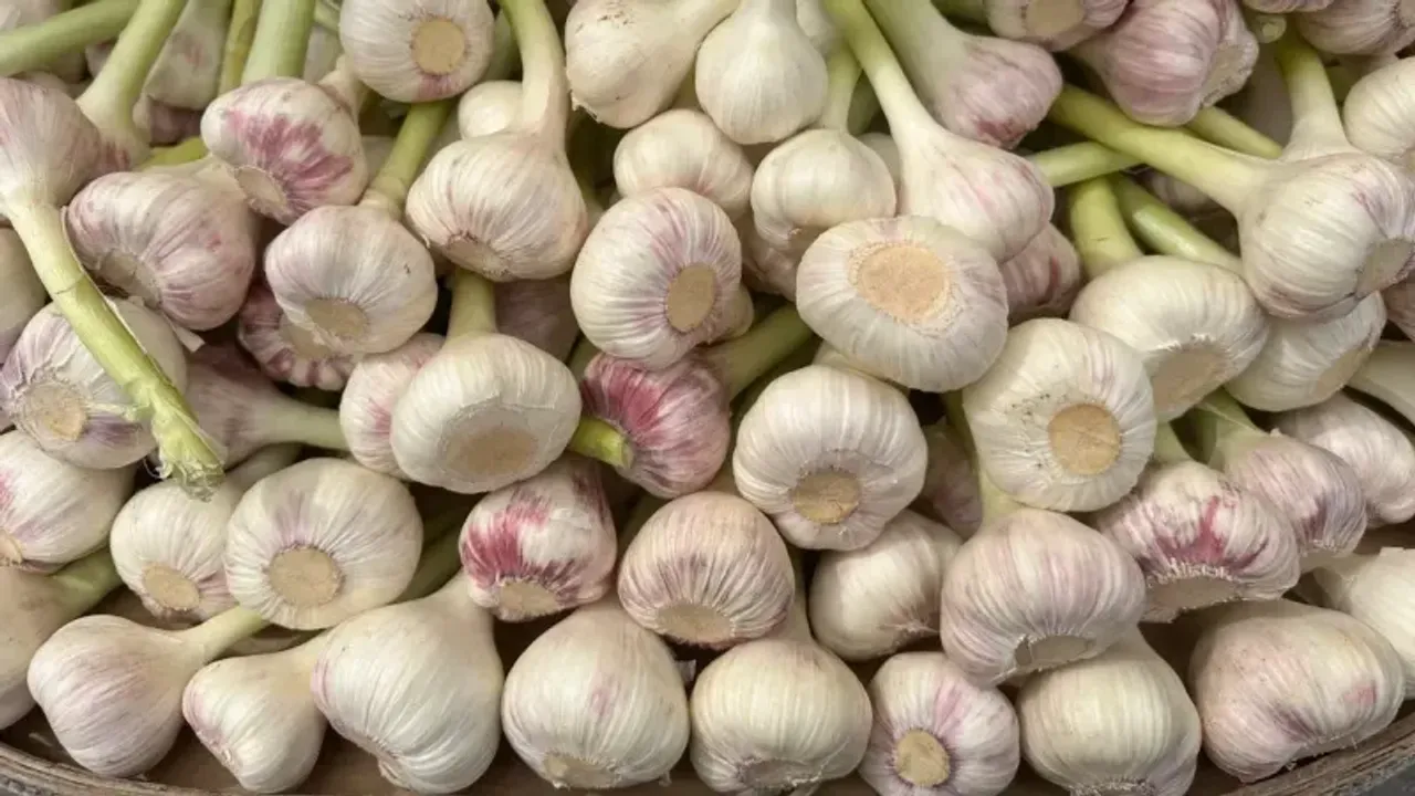 Salı Pazarının Şampiyonu Sarımsak Oldu!