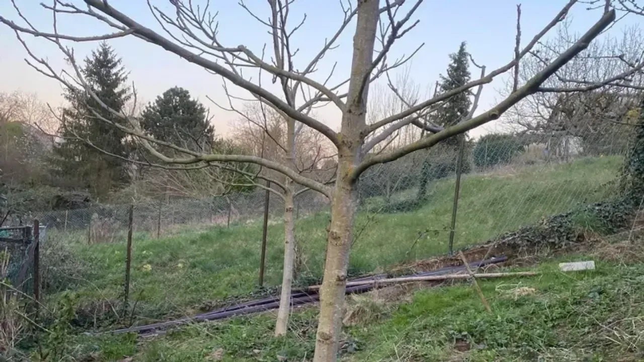 Ağaç Bakımı Ayrı Bir Özen İster