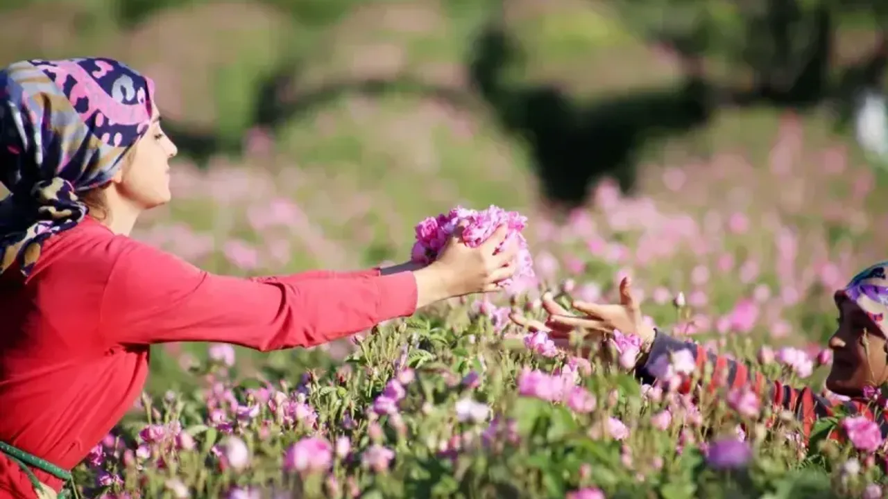 Zirai dondan zarar gören Isparta gülü destek kapsamına alındı