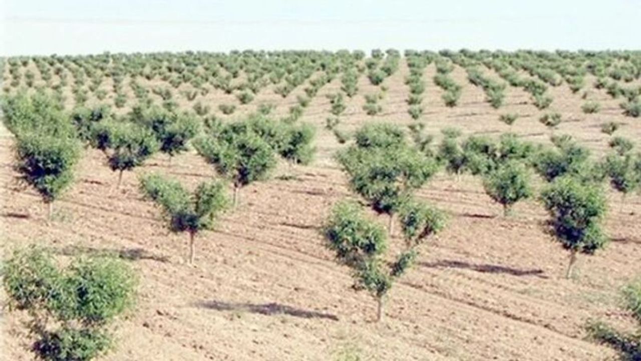 Ağaçlar bakımsızlıktan kurudu Orman İşletmeye devredilecek