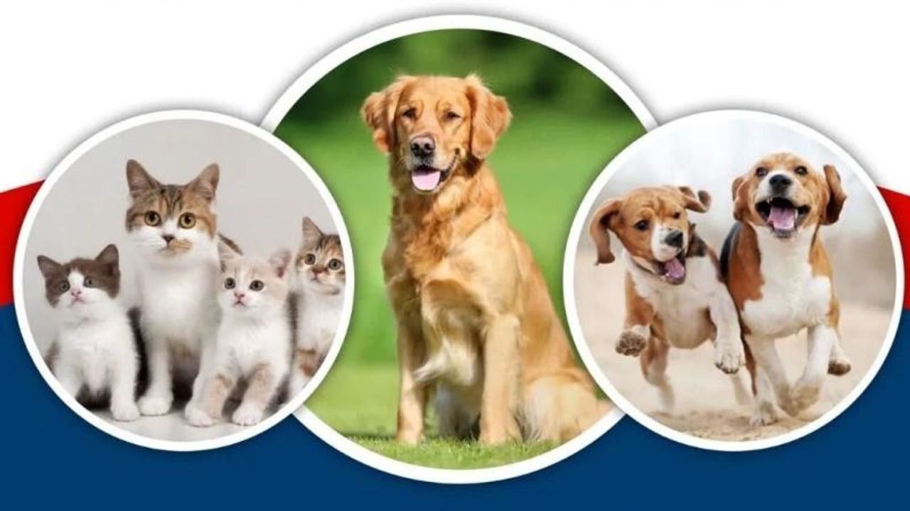 Sahipsiz hayvan görürseniz buraya bildirin!