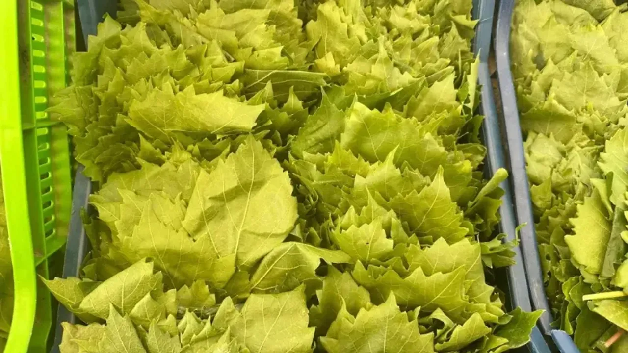 Yaprak Satışları Hız Kazanmaya Başladı