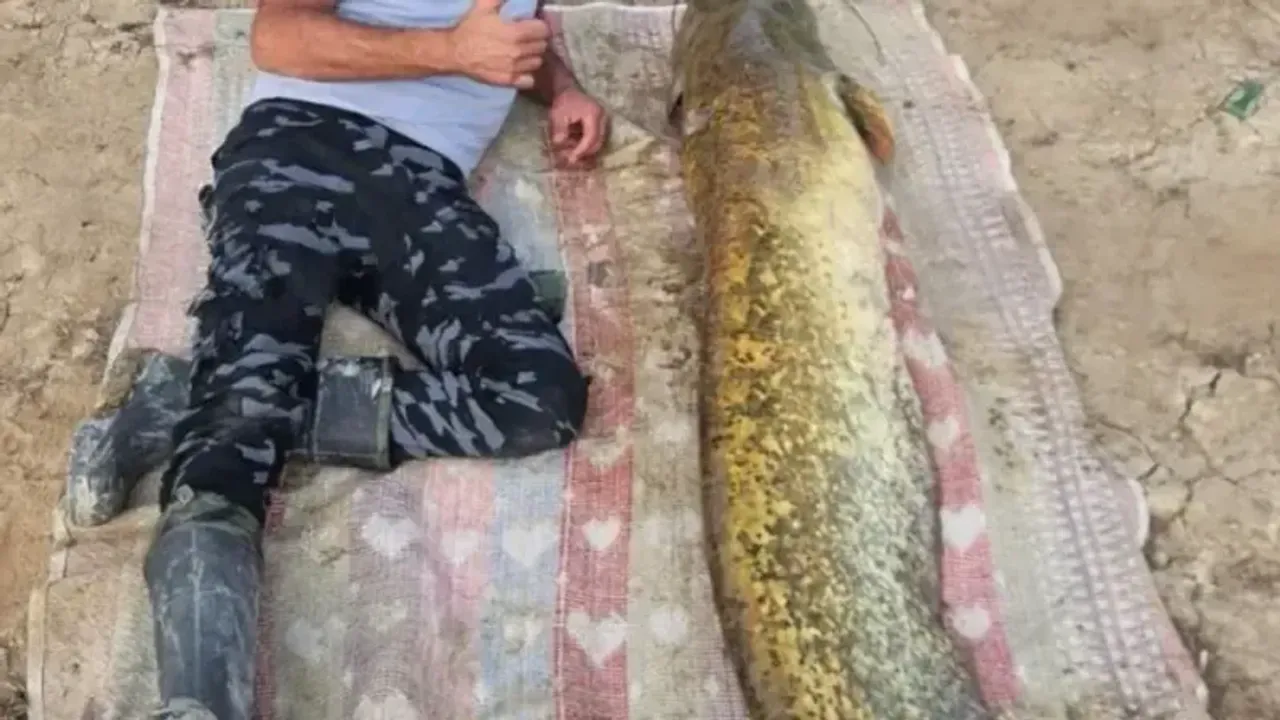 Yalvaç Sücüllü Barajında 42 Kiloluk Yayın Balığı Yakalandı