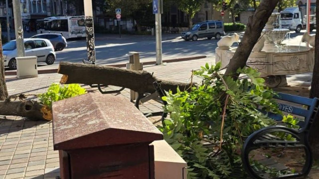 Isparta eski polis karakolunun karşısında ağaç devrildi