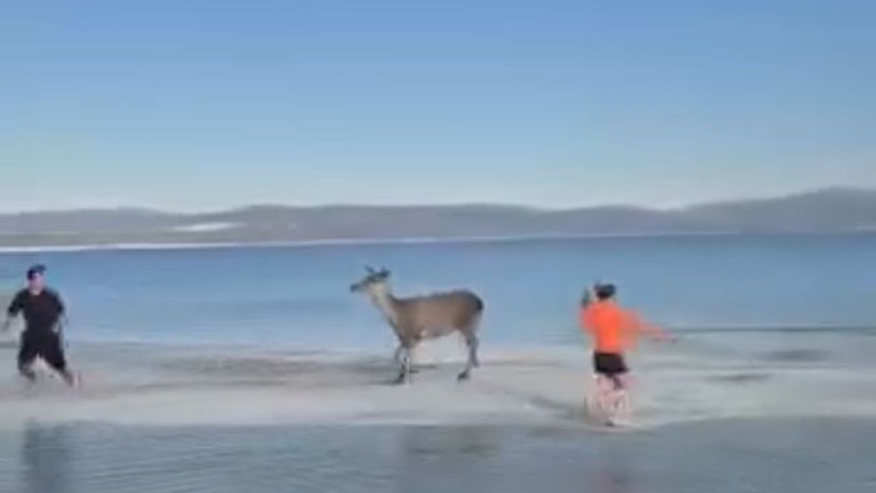 Salda Gölü'nün maskot geyiği, vatandaşlarla keyifli anlar yaşadı