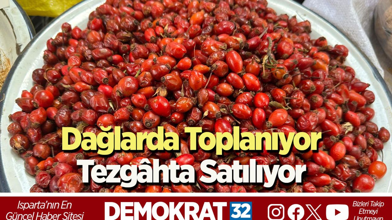 Dağlarda Toplanıyor, Tezgâhta Satılıyor