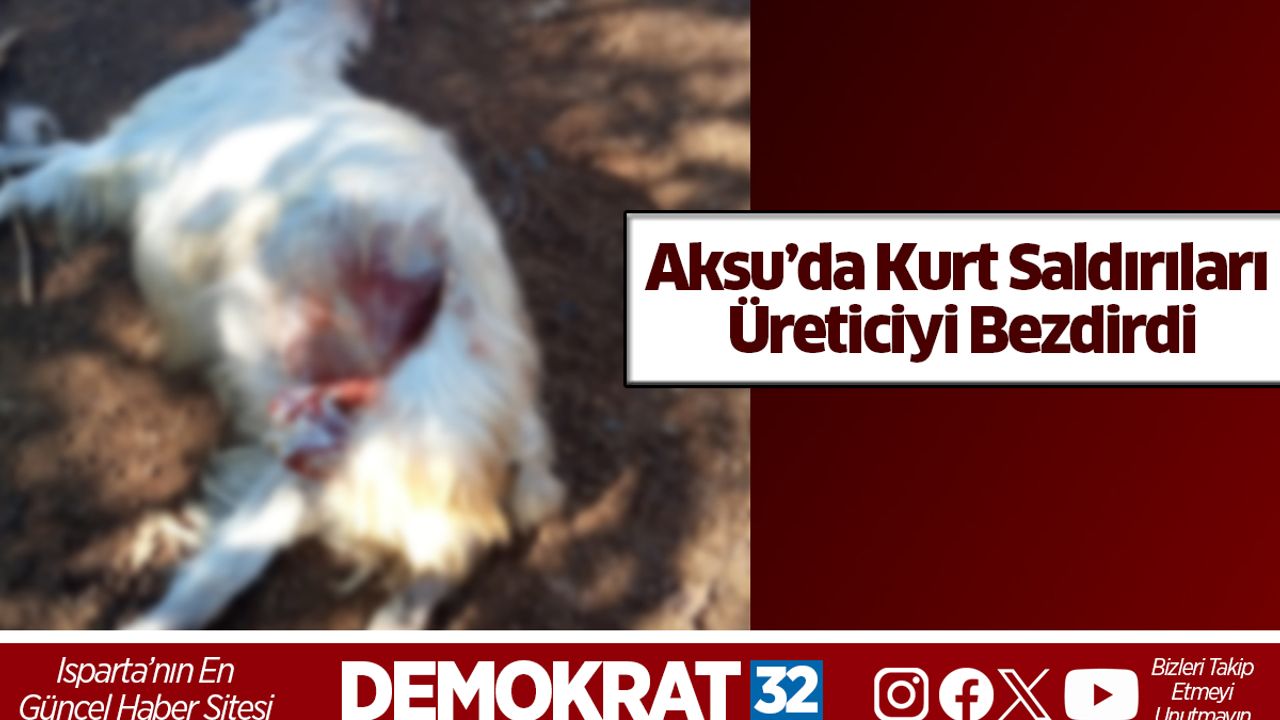 Aksu’da kurt saldırıları üreticiyiz bezdirdi