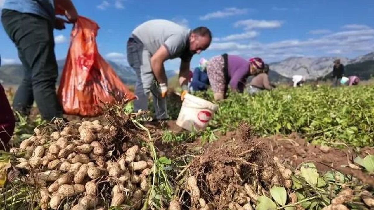 Yer fıstığı üreticisi makine istiyor