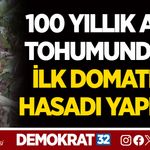 100 YILLIK ATA TOHUMUNDAN İLK DOMATES HASADI YAPILDI