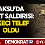AKSU'DA KURT SALDIRISI: 3 KEÇİ TELEF OLDU