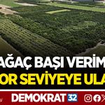 AĞAÇ BAŞI VERİM REKOR SEVİYEYE ULAŞTI