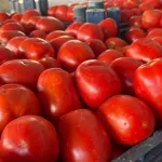 Karaağaç Pazarında Salçalık Domates Bereketi