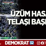 ÜZÜM HASADI TELAŞI BAŞLADI