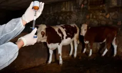Aksu’da Şap Hastalığı 8 Köy Karantina Altına Alındı