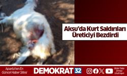 Aksu’da kurt saldırıları üreticiyiz bezdirdi