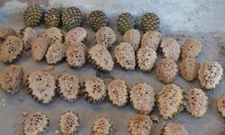 FISTIK ÇAMLARI KOZALAKLARININ TOPLANMASI İŞİ