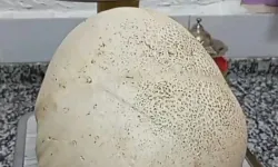 Isparta’da 2 Kilo 190 Gramlık Dev Mantar Bulundu