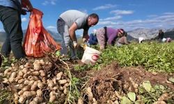 Yer fıstığı üreticisi makine istiyor