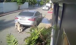 Köpeği silahla vuran emekli polis için 4 yıla kadar hapis talebi