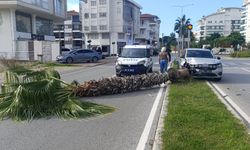 Şoförlük eğitimi yaparken refüjdeki palmiyeyi devirdi, kaza anı güvenlik kamerasına yansıdı