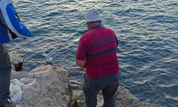 Oltaya bu kez balık yerine martı takıldı