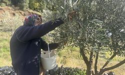 88 yaşındaki Emine nine zeytin hasadında