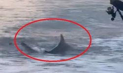 Amatör kıyı balıkçısının oltasına köpek balığı takıldı