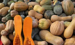 Isparta’da Bal Kabağı Umudu: Verim Yüksek, Moral Yerinde