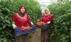 Isparta’da domates sezonu uzadı