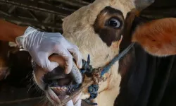 Eğirdir Bağıllı Köyü’nde Şap Alarmı