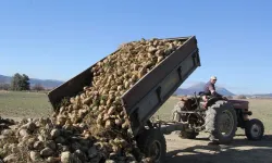 Gönen’de 2025 şeker pancarı hasadı: Rekolte beklentisi yüzleri güldürüyor