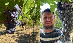 Kuyucak Köyü’nde Hasat Sezonu Sona Yaklaştı: Üreticilerden Bereketli Yıl Değerlendirmesi