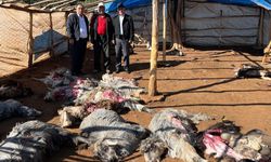 Kurt saldırdı 22 hayvan telef oldu