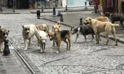 Şarkikaraağaç’ta Başıboş Köpek Bırakan Şahsa 86 Bin TL Ceza