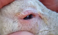 Şarkikaraağaç’ta Yeni Tip Şap Hastalığı Küçükbaş Hayvanlara Sıçradı