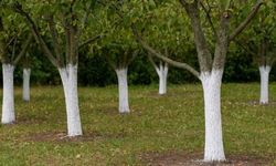Selçuk’tan Ağaçlara Yönelik Kireç Uygulaması