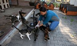 Kemer'de 227 sokak hayvanı kısırlaştırıldı