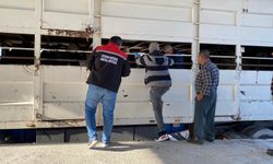 Burdur'da şap karantinasındaki küpesiz hayvan taşıyan besiciye 170 bin lira ceza