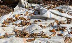 Toros Dağları'nda gizemli hayırseverin 30 yıl önce aşıladığı meyveler bölge halkına gelir oldu