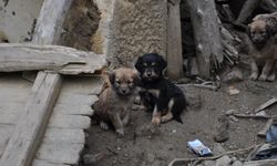 ART ARDA YAŞANAN KÖPEK ÖLÜMLERİNE VALİLİK İNCELEME BAŞLATTI