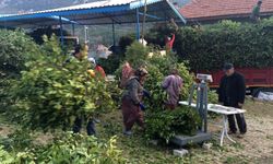 Kilogramı 25 liradan satılan defne yaprağı bir köyün geçim kanağı oldu