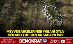 Meyve bahçelerinde yabani otla mücadelede kazlar sahaya indi