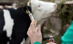 Isparta’da Şap Hastalığında Büyük Düşüş