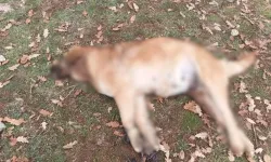 Yalvaç’ta Köpeklerin Gizemli Ölümü