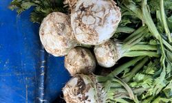 En Sağlıklı Kış Sebzesi Kereviz Pazar Tezgâhlarında