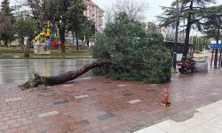 Isparta’da Şiddetli Fırtına Ağacı Kökünden Söktü