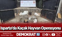Isparta'da Kaçak Hayvan Operasyonu