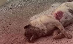 Isparta’da vahşet durmuyor: Ramazan’ın 2. Gününde bir köpek daha tüfekle katledildi!