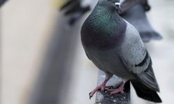 Memurluktan istifa edip bu işe başladı! Tanesini 1 milyona liraya satıyor