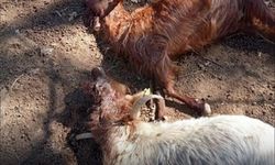 Küçükbaş hayvan sürüsüne kurt saldırısı